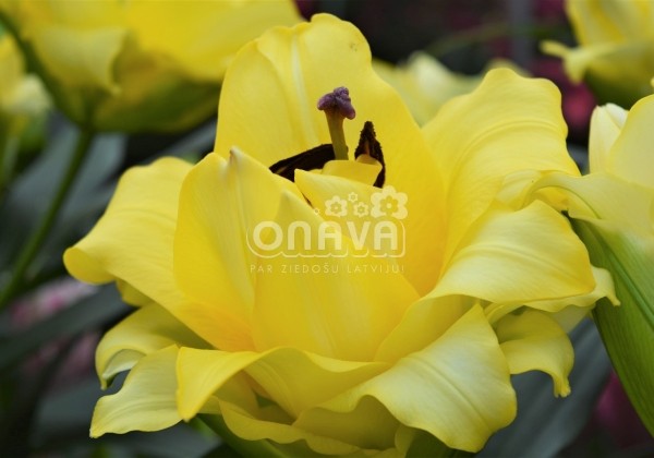 Lilium OT Exotic Sun