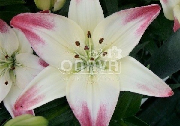 Lilium AZ Lollypop
