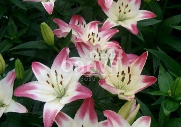 Lilium AZ Lollypop