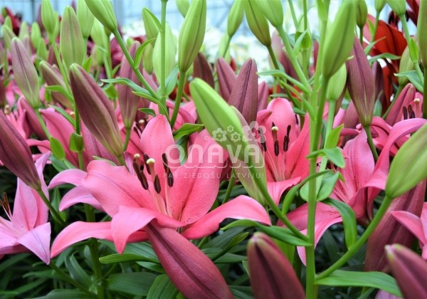 Lilium LA Yerseke