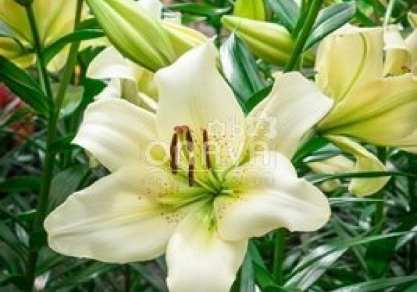 Lilium LA Ercolano