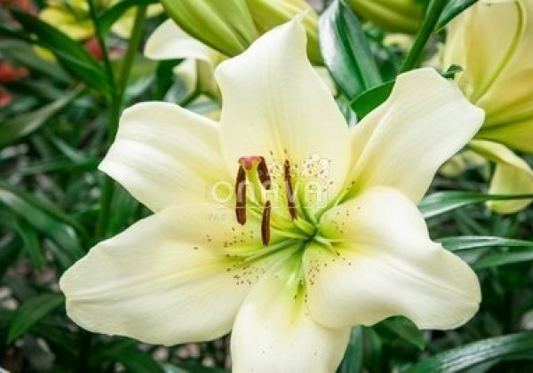 Lilium LA Ercolano