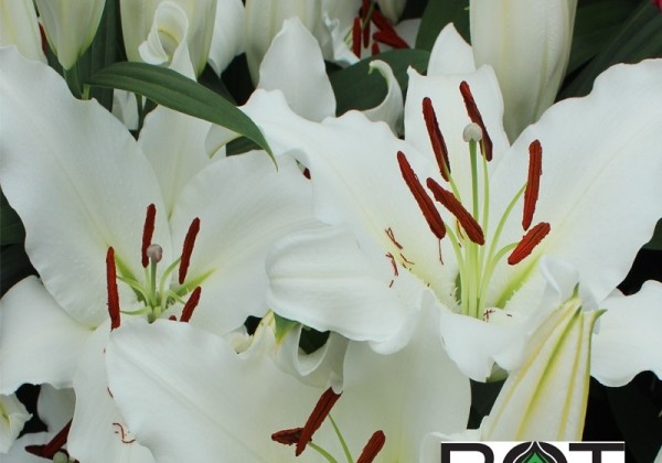 Lilium OR Monteneu