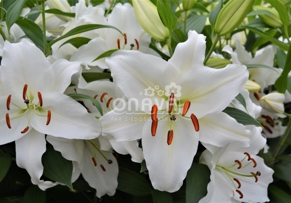 Lilium OR Premium Blond