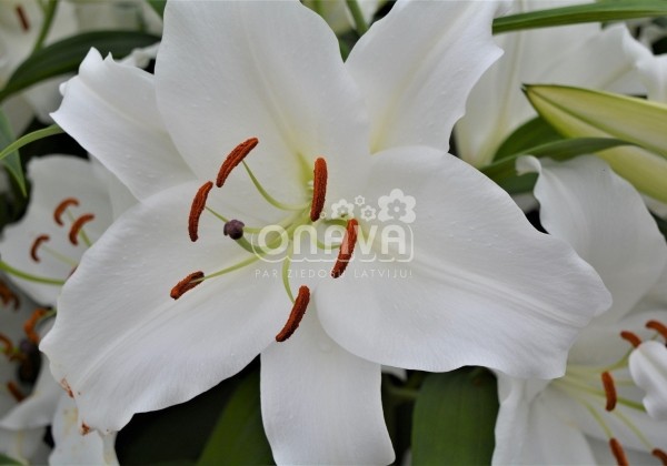 Lilium OR Premium Blond