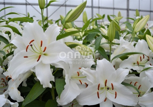 Lilium OR Premium Blond