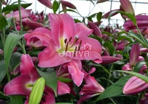 Lilium OT Maldano
