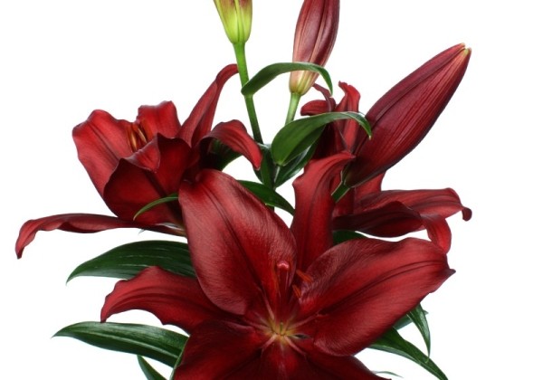 Lilium LA Forza Red