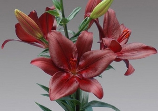 Lilium LA Forza Red