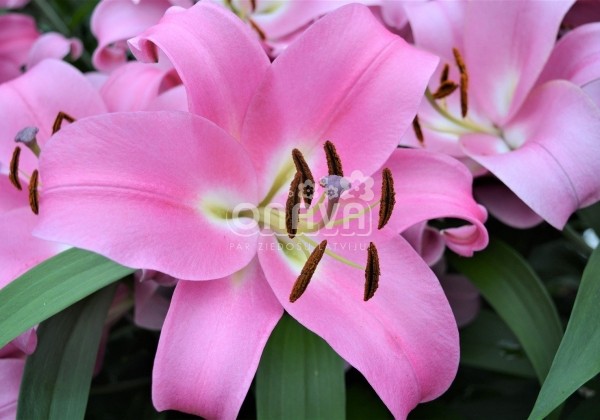 Lilium OT Profundo