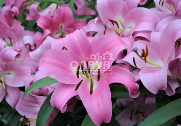 Lilium OT Profundo
