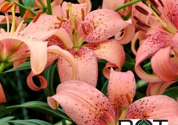Lilium AZ Morpho Pink