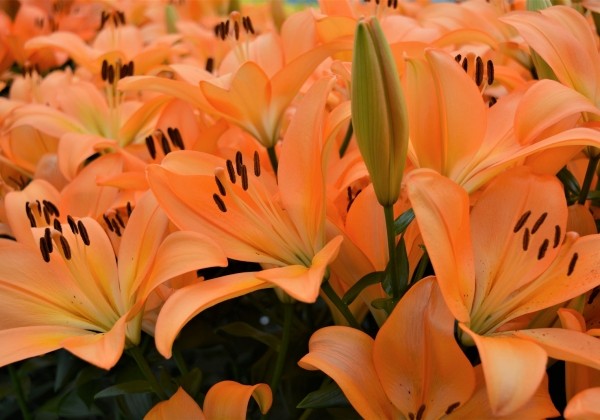 Lilium LA Cesare Zanlaces