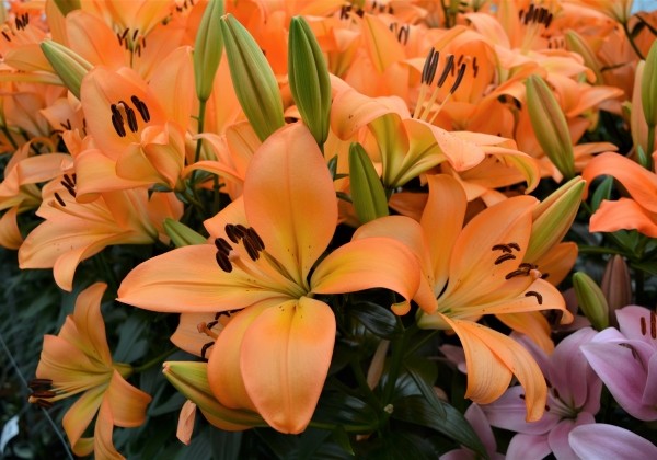 Lilium LA Cesare Zanlaces