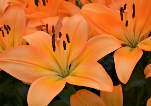 Lilium LA Cesare Zanlaces