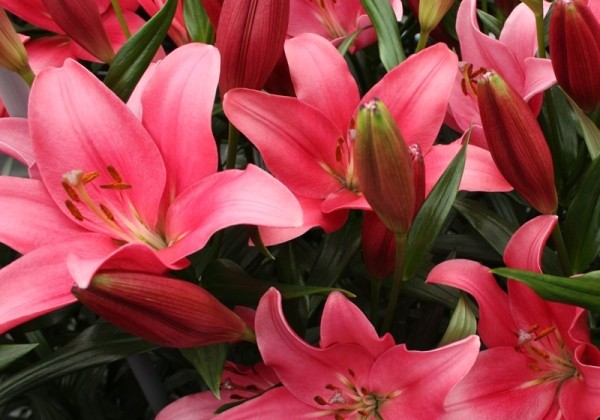 Lilium LA Indian Summerset
