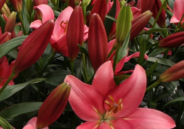 Lilium LA Indian Summerset