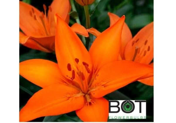 Lilium AZ Orange Ton