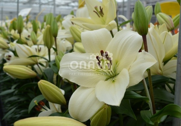 Lilium LA Litouwen