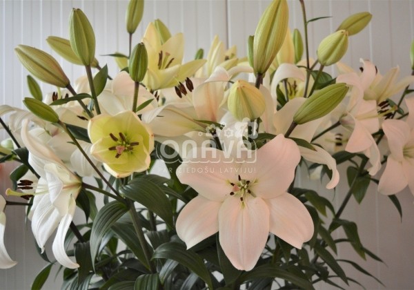 Lilium LA Litouwen