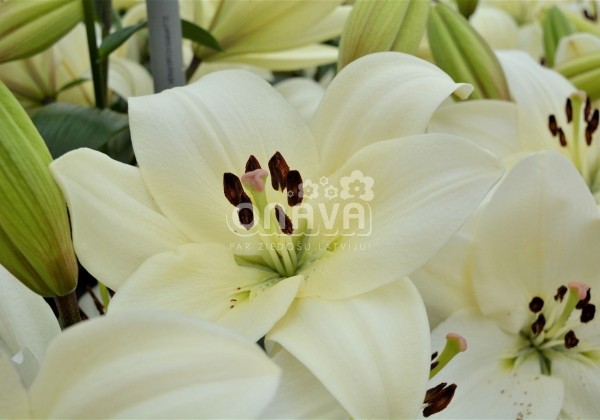 Lilium LA Litouwen