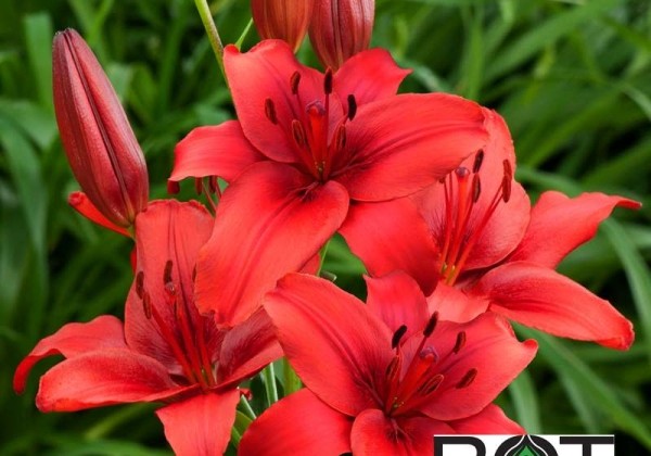 Lilium AZ Red Highland