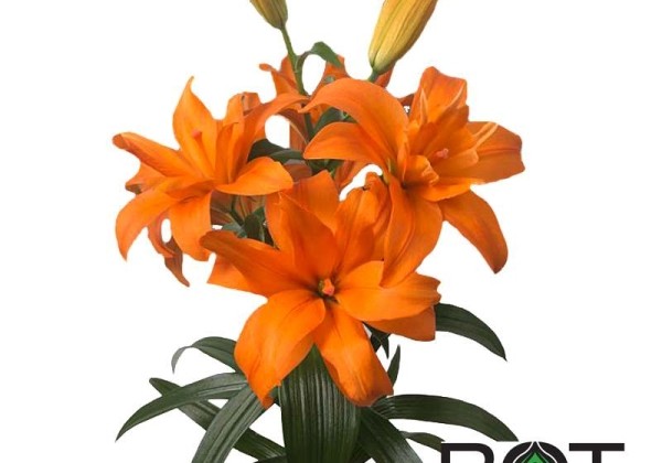 Lilium AZ Scoubidou