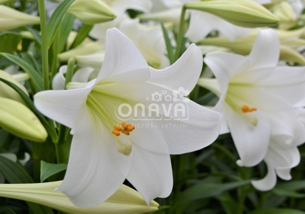 Lilium LF White Heaven