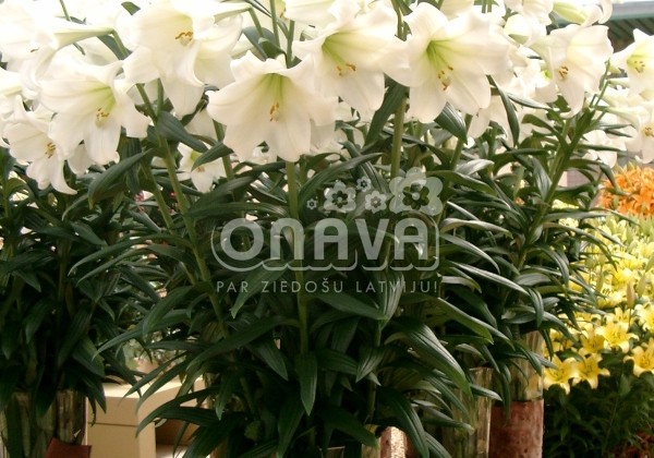 Lilium LF White Heaven