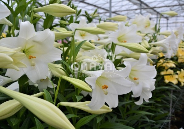 Lilium LF White Heaven