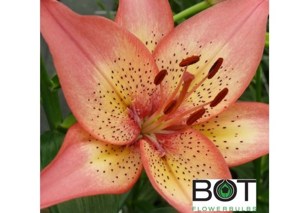 Lilium AZ Trogon