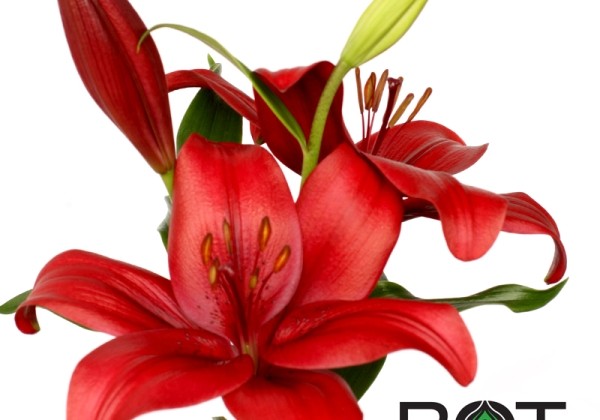 Lilium LA Hardrock