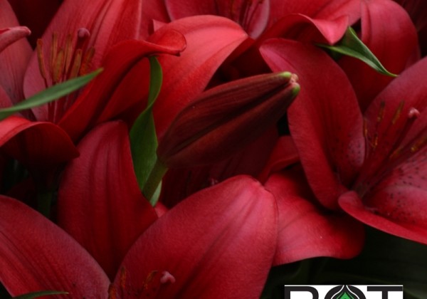 Lilium LA Hardrock