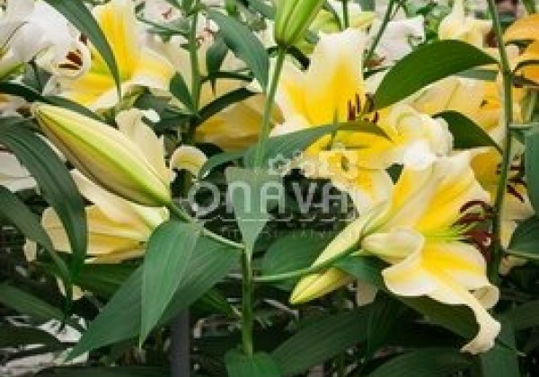 Lilium OT Conca d'Or