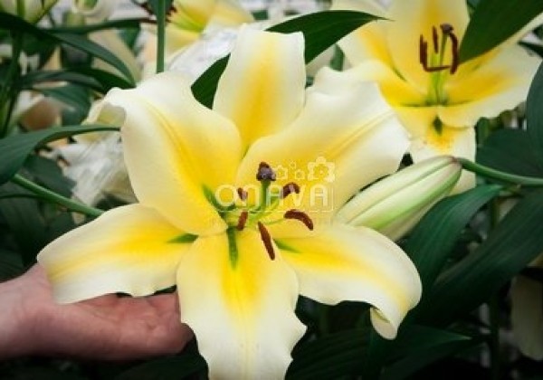 Lilium OT Conca d'Or