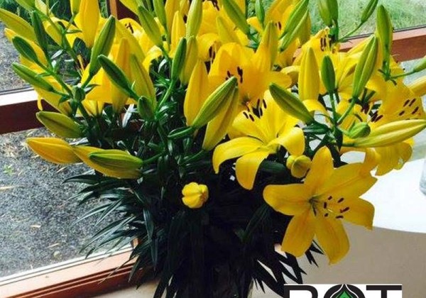 Lilium LA Hinault