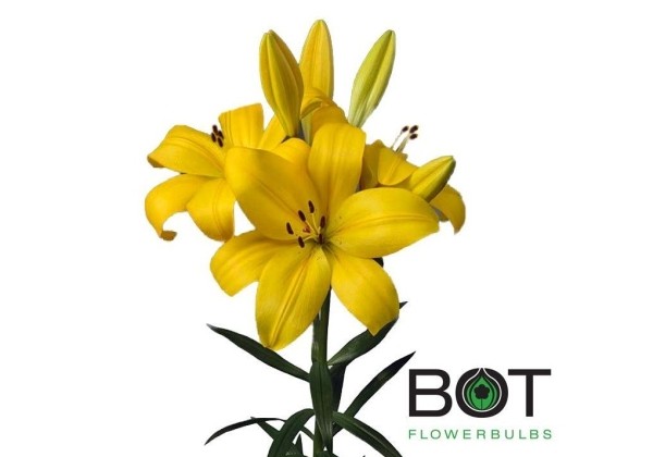 Lilium LA Hinault