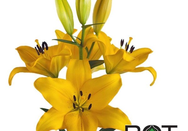 Lilium LA Lentella