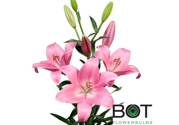 Lilium LA Scotland