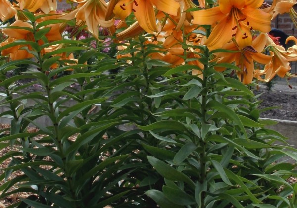 Lilium OT Orange Space