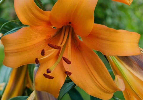 Lilium OT Orange Space