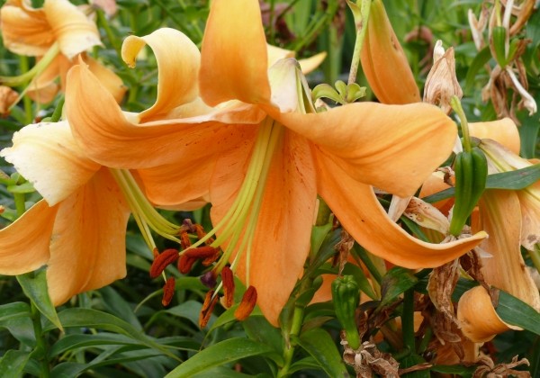 Lilium OT Orange Space
