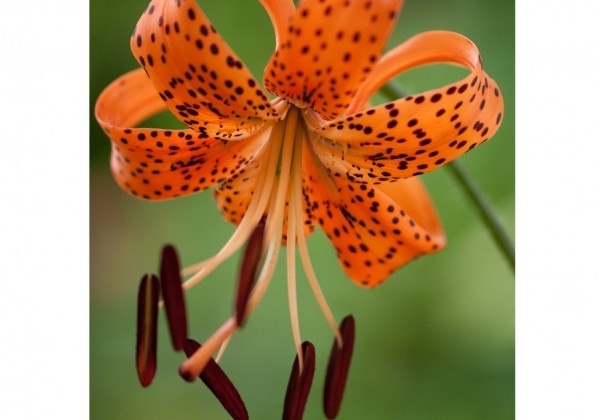 Lilium tigrinum (lancifolium)