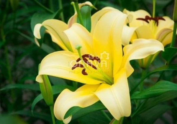 Lilium OT Yelloween