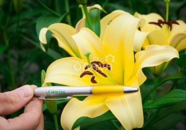 Lilium OT Yelloween