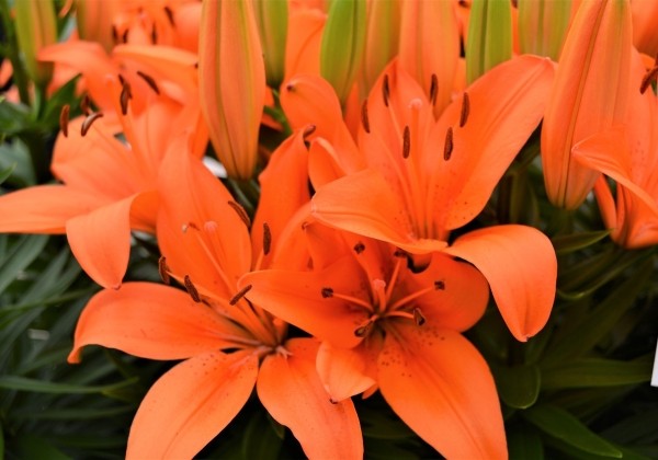 Lilium AZ (podu) Orange Matrix
