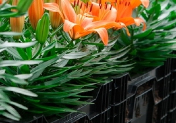 Lilium AZ (podu) Orange Matrix