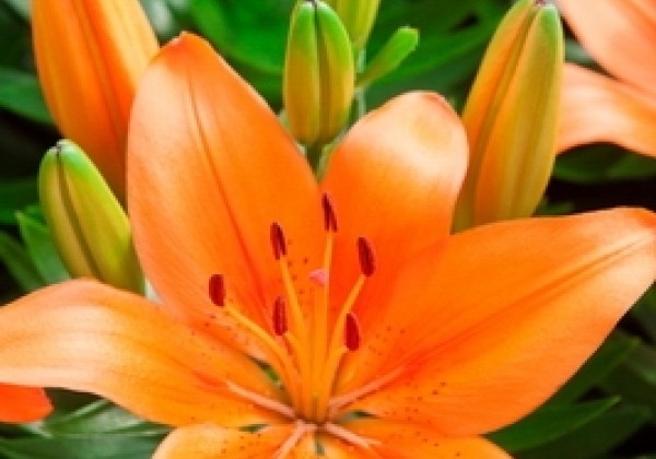 Lilium AZ (podu) Orange Matrix