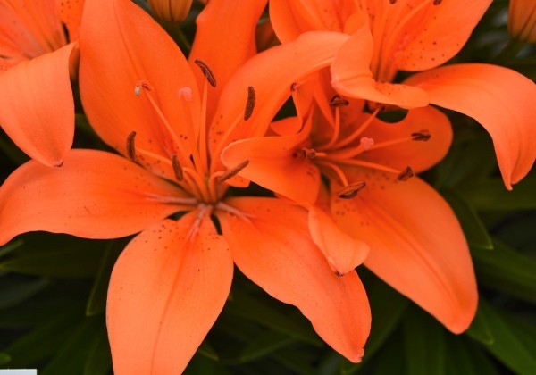 Lilium AZ (podu) Orange Matrix