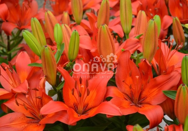 Lilium AZ (podu) Matrix